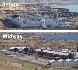 goldendale plant photo - before and midway
