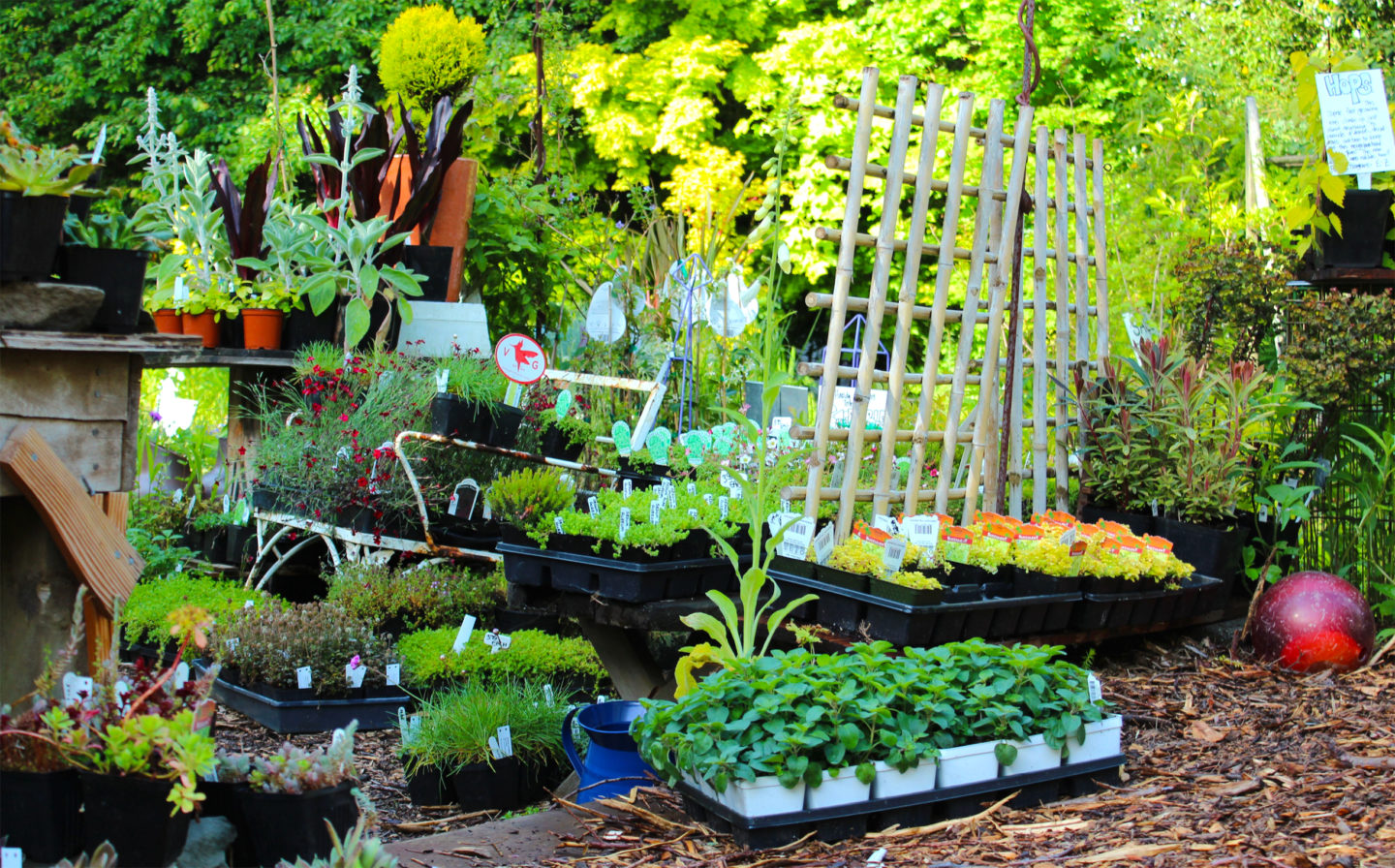 Salvage Garden Fun at Village Green Nursery The RE Store