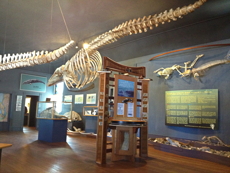 Whale skeleton with REvision Division Display